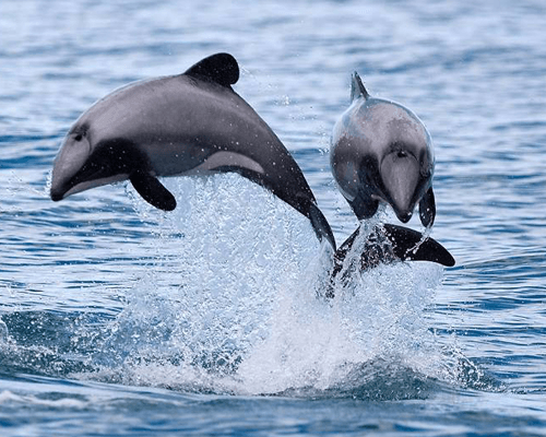 Maui Dolphin West Coast of New Zealand
