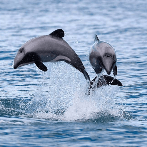 Maui Dolphin West Coast of New Zealand